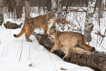 Female Cougars (Puma Concolor) Together At Log Look Left Winter