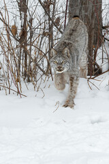 Wall Mural - canadian lynx (lynx canadensis) stares forward while stepping winter