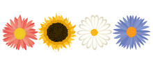 Set Of Drawn Flowers Sunflower, Chrysanthemum And Chamomile On A White Background. Print, Decor Elements, Vector