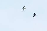 Fototapeta Na sufit - swallow in flirht