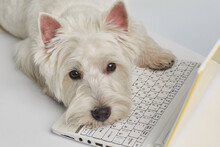 Dog Breed West Highland White Terrier, Working At A Computer. High Quality Photo