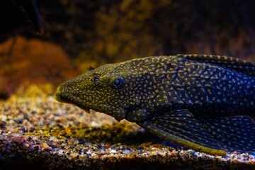 Wall Mural - Leopard pleco from Amazon basin, armored catfish, helpful freshwater algae eater, popular fish species rest on gravel bottom of nature planted aquadesign tank, dark acidic water with tannin