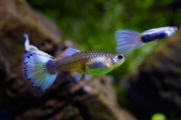 Wall Mural - colorful neon glowing freshwater female and blurred male of dwarf fish guppy adult with big blue tail, popular and hardy species for beginners, free space dark blurred background, artificial breed