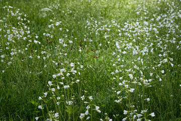 Poster - Blooming forest meadow (lawn) of small white flowers Cardamine pratensis. Dew drops, soft morning sunlight. Pure nature, ecology, environment, botany. Close-up, macro, bokeh