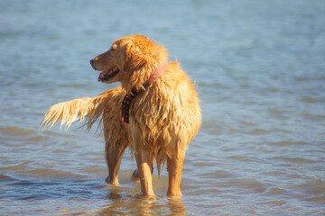 perro en el agua