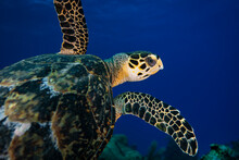 Green Sea Turtle Swimming Underwater At Little Cayman  In The Caribbean 