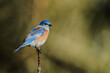© 4lhaf_IDh - Closeup shot of an eastern bluebird sitting on a tree branch with blurred background
