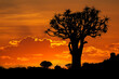 canvas print picture Silhouette of a quiver tree (Aloe dichotoma) at sunset, Namibia.