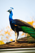 Pretty Peacock Standing Proud, Looking Beautiful