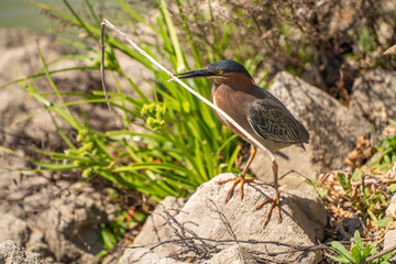 Wall Mural - Green heron (Butorides striatus) stands on the shore of the lake with a stick in its beak.