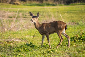 Poster - California Mule Deer (Odocoileus hemionus californicus) stands on a meadow and eats grass.