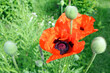 poppy flowers in sunny weather, close up