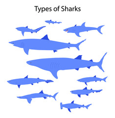 Wall Mural - illustration of biology and aquatic animals, Types of sharks, Sharks have a range of adaptations that make them perfectly suited to their environment