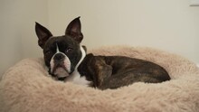 Pet Boston Terrier Dog Wakes Up From Nap In Dog Bed Quickly Alert