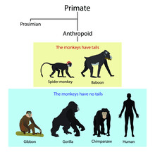 Illustration Of Biology And Human Evolution, Monkeys And Apes Are Different, Monkeys Have Tails, Apes Do Not Have Tails