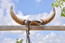 Skull Bones, Cow Skull, Bull Skull, Bull, Cow, Horns, Bull Horns, Cow Horns, Bone, Cranial Bone. High Quality Photo