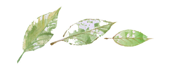  Watercolor set of green leaves, isolated on a white background.