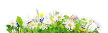 Spring Grass And Daisy Wildflowers Background