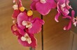 Pinke Orchidee
