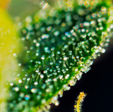 Fototapeta Kosmos - Extreme macro shot of Royal Gorilla cannabis strain buds and flowers.