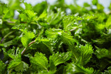 Fototapeta Kuchnia - Fresh mint leaves background, green spearmint plant