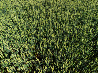 Wall Mural - Aerial low level close up view across a wheat crop arable field in the English countryside farmland