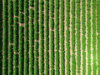 Wall Mural - Mid aspect top down aerial image of a crop of potatoes in a ploughed field within the farmland of rural countryside of England