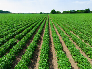 Sticker - Low level aerial close up image of potato plants in an arable crop of potatoes in the English countryside farmland 