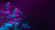 Leinwandbild Motiv Purple marijuana plants in colored pink neon light on dark background. Purple Cannabis Background Banner with empty space for text. Beautiful aesthetic medical hemp