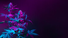 Purple Marijuana Plants In Colored Pink Neon Light On Dark Background. Purple Cannabis Background Banner With Empty Space For Text. Beautiful Aesthetic Medical Hemp