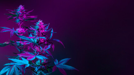 Purple marijuana plants in colored pink neon light on dark background. Purple Cannabis Background Banner with empty space for text. Beautiful aesthetic medical hemp
