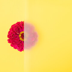 Wall Mural - A creative arrangement made of a red flower that is partly behind the frosted glass on a yellow background. Minimal flat lay concept with copy space. Summer, spring and blooming inspiration.