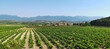  Valley with vineyard crops in La Rioja, Spain