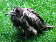Large Bird Of Prey With A Curved Beak Necrosyrtes Monachus Against The Background Of Green Grass Close-up