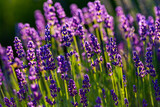 Fototapeta Lawenda - Lavender field