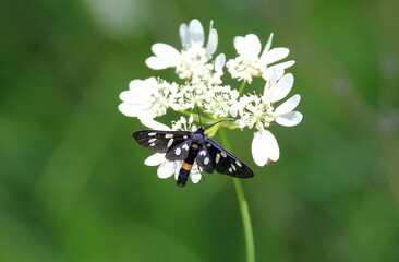 Butterfly Amata phegea on white flowers on a blurry background