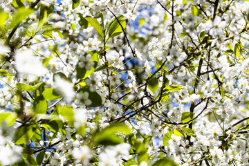 Wall Mural - white blossoms of cherry tree on sunny spring day