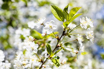 Wall Mural - white flowers on twig of cherry tree closeup