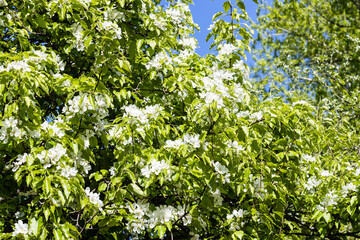 Wall Mural - lush foliage and white flowers on branches of tree