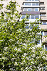 Wall Mural - blossoming tree and high-rise apartment house on background on sunny spring day