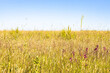 yellow green grass on field on hot sunny summer day (focus on purple flowers )
