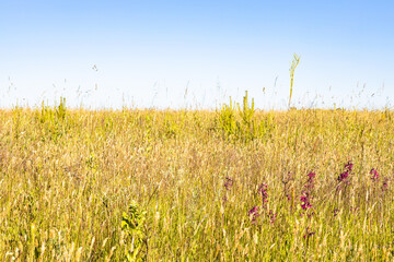 Canvas Print - yellow green grass on field on hot sunny summer day (focus on purple flowers )