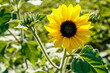 Small sunflower, fully bloomed, on a bright sunshiny morning.
