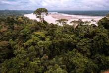 A Large Tree Rises Above The Amazonian Canopy Along The Rio Napo In Ecuador's Yasuni National Park