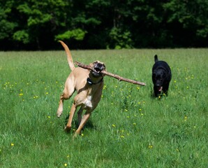 Sticker - Dogs playing around with a stick in a green park