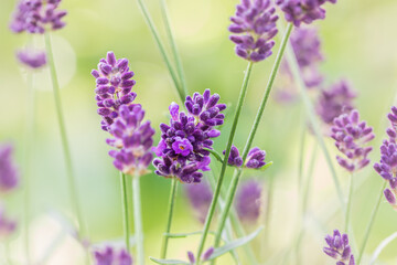 Wall Mural - Blooming lavender flowers in garden.