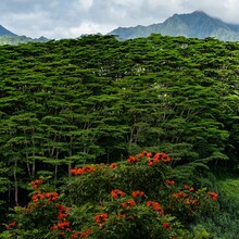 Invasive African Tulip Trees And Invasive Albizia Trees On The Hawaiian Island Of Kauai