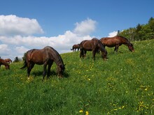 Scenic View Of A Group Of Horses Grazing Pasture Under The Bright Sunlight