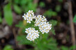 © The Bee Sanctuary - Yarrow flowers blossoming golden and white