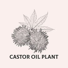  Castor Oil Plant - Out Line